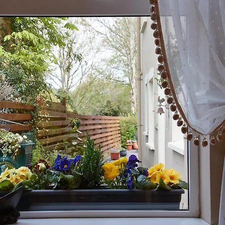 Kingfisher * Killarney