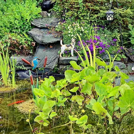 翠鸟旅馆 * 基拉尼